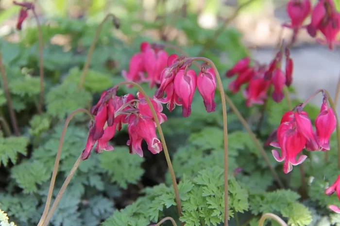 Dicentra ‚King of Hearts‘ (Zwergherzblume)