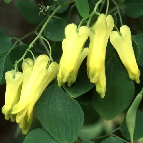 Dicentra Scandens