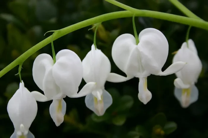 Dicentra spectabilis ‚Alba‘ (Hohe Herzblume | Tränendes Herz)
