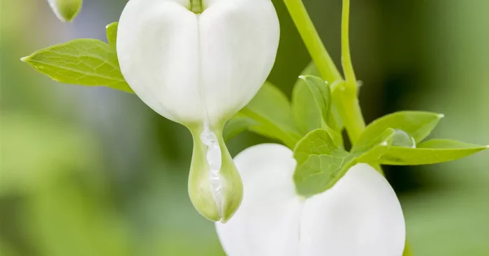 Dicentra spectabilis ‚Alba‘