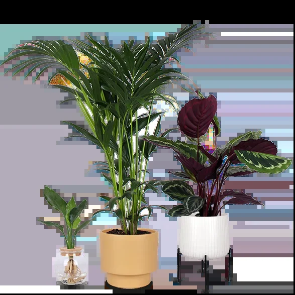 Die Wohnzimmer Könige