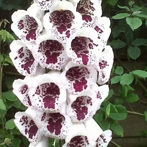 Digitalis Purpurea ‚Elsey Kelsey‘