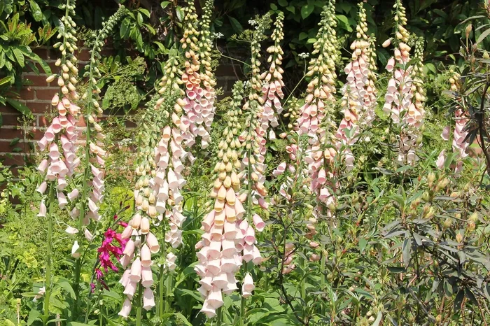 Digitalis purpurea ‚Suttons Apricot‘ (Fingerhut)
