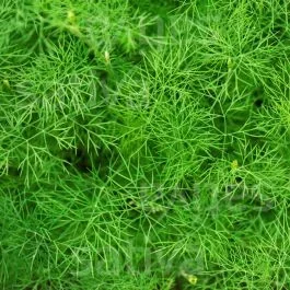 Dill – Kräuter