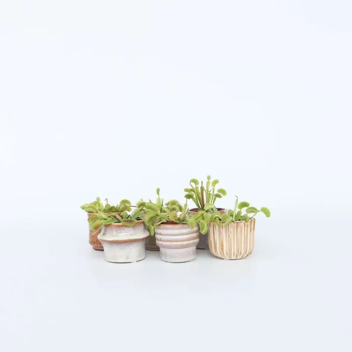 Dionaea Muscipula – Set of 6 – Venus Flytrap