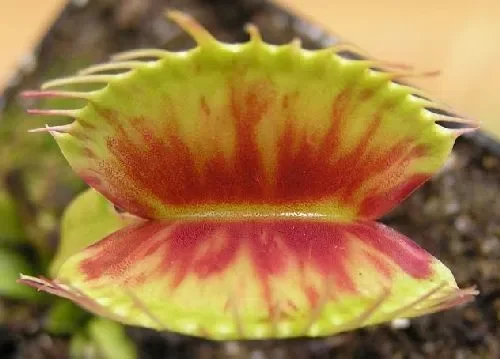 Dionaea muscipula Patches