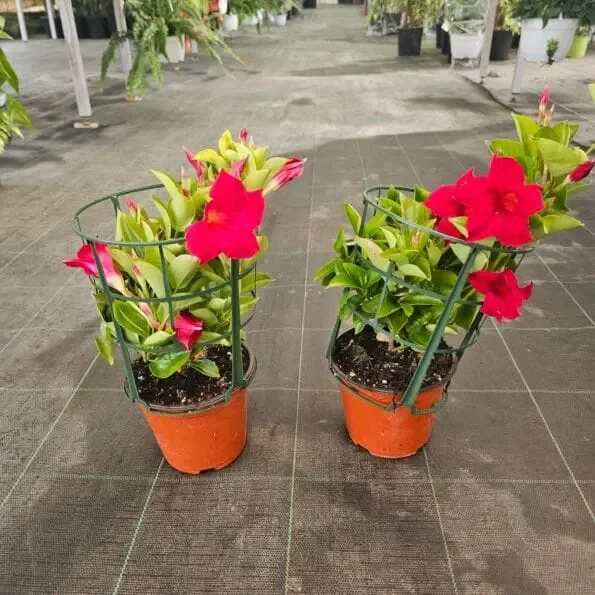 DIPLADENIA SANDERI V.14 à fleurs rouges