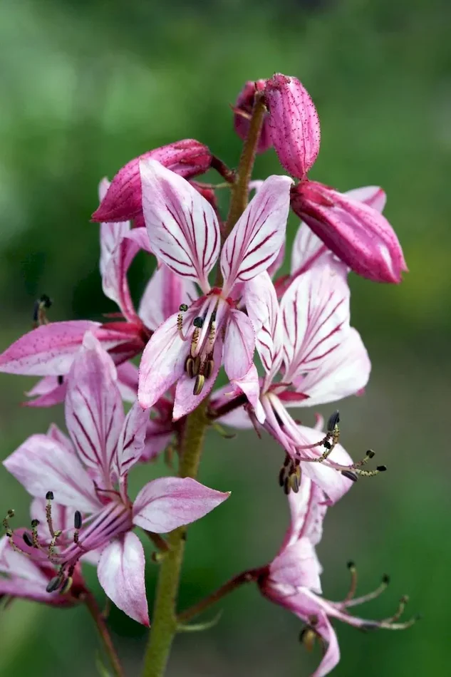 Diptam, Dictamnus albus