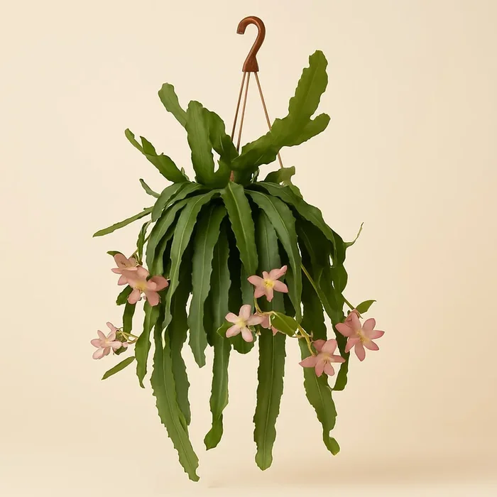 Disocactus phyllanthoides – 50cm