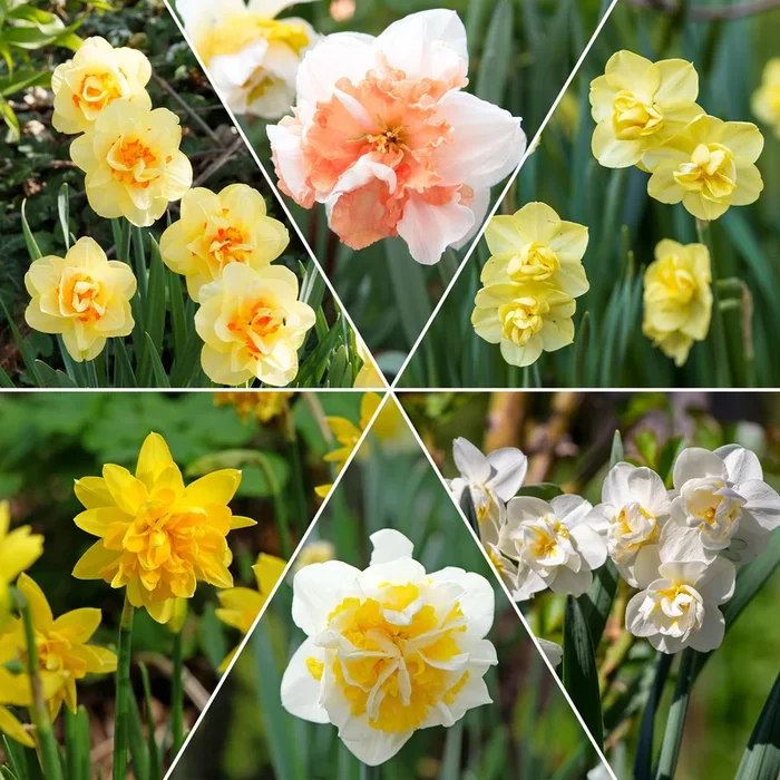 Doppelblütige Narzissen Mischung ‚Double Flowers‘