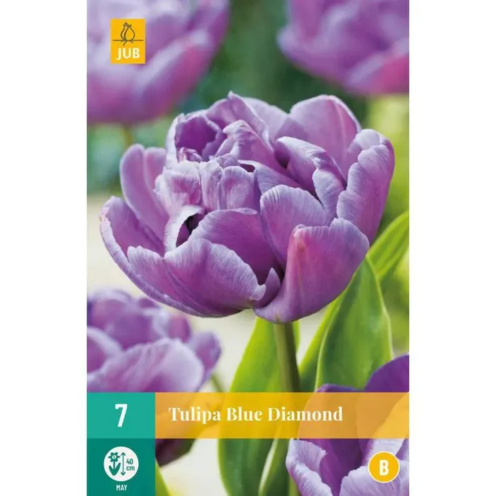 Doppelte späte Tulpenzwiebeln mit Pfingstrosenblüte