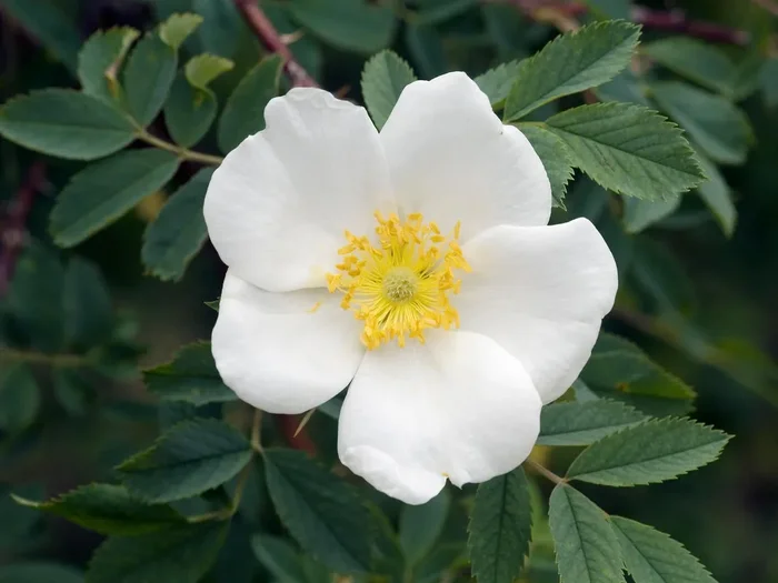 Dornenlose Rose (Rosa corymbifera)