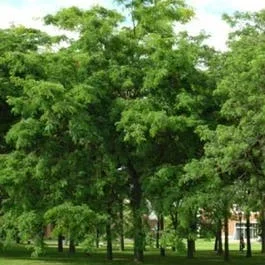Dornloser Christusdorn (Gleditsia triacanthos ‚Inermis‘)