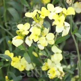 Dotterlack ‚Primrose Dame‘ – Erysimum cheiri