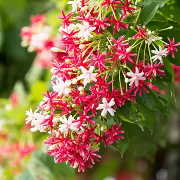Double Petal Rangoon Creeper – Madhumalati Flower Plant