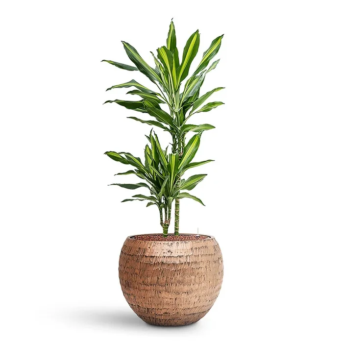 Dracaena Cintho Multi Stem HydroCare in Opus Hammered Globe – Gold