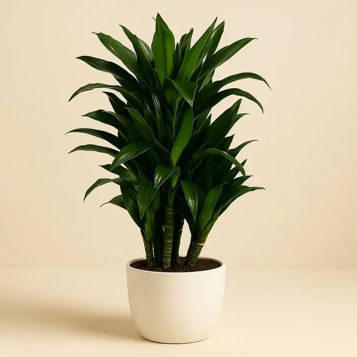 Dracaena Deremensis – 110cm
