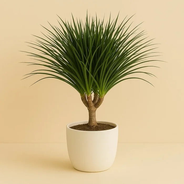 Dracaena Draco – 110cm