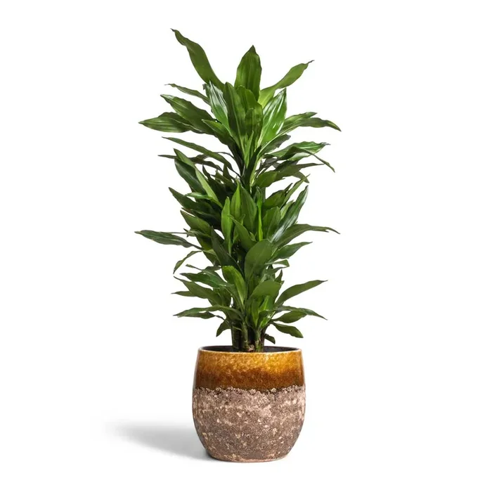 Dracaena fragrans Janet Lind – Branched