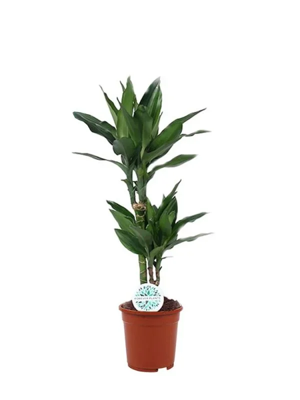 Dracaena Fragrans Janet Lind
