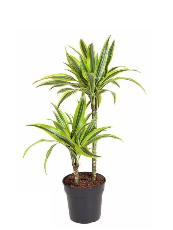Dracaena Fragrans Lemon Lime