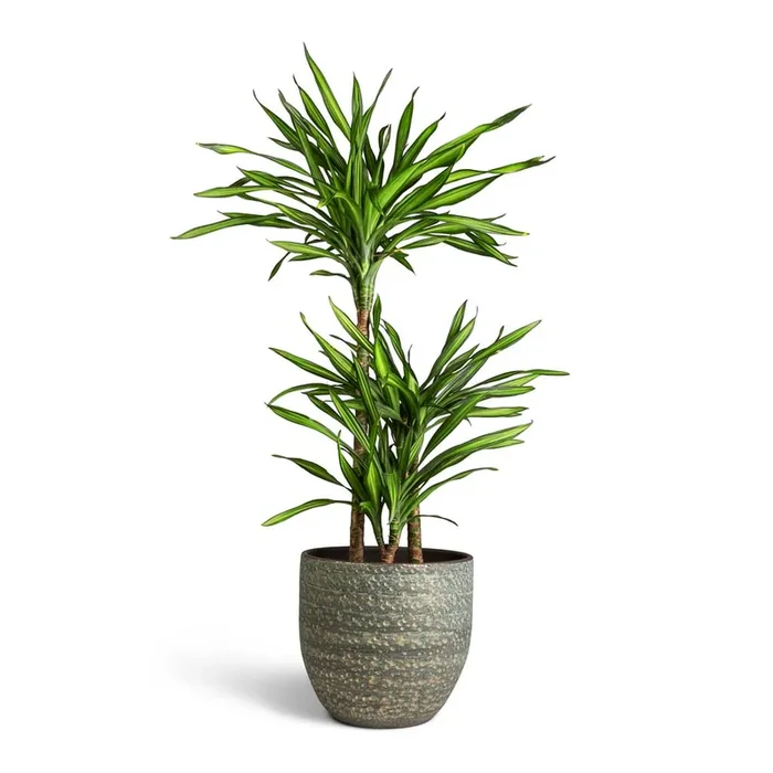 Dracaena fragrans Riki – Multi Stem