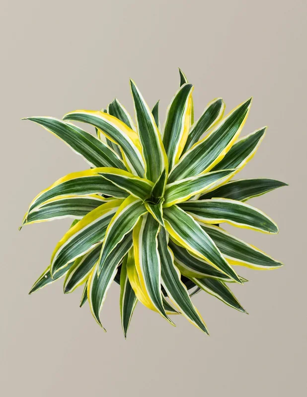 Dracaena Lemon Lime