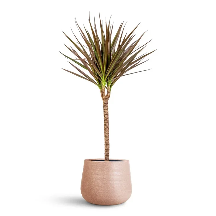 Dracaena marginata Red Edged – Single Stem