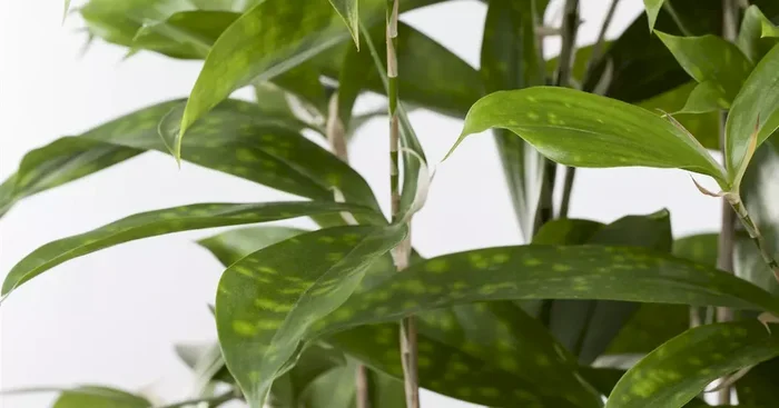 Dracaena surculosa T17