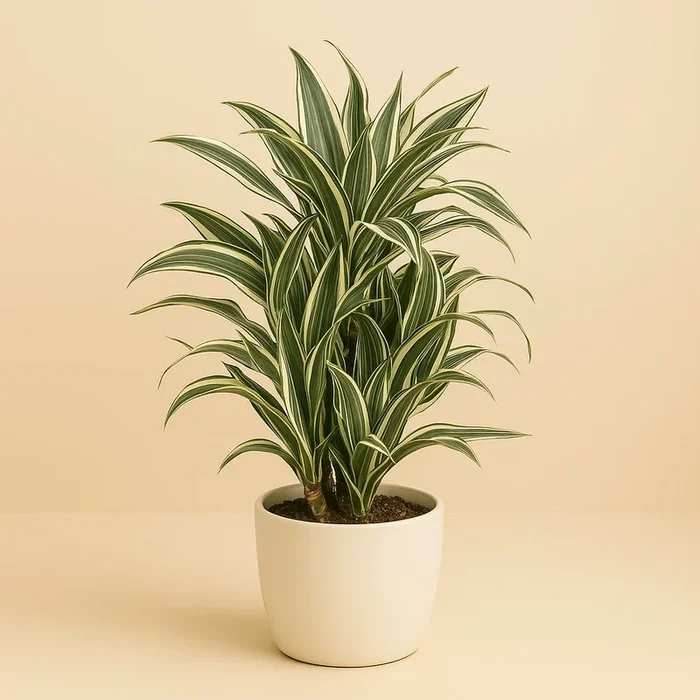 Dracaena White Stripe – 100cm