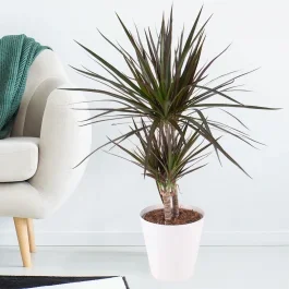Drachenbaum + gratis Topf | +/- 70 cm | ø 17 cm | Dracaena marginata