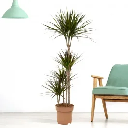 Drachenbaum XXL | +/- 140-150 cm | ø 24 cm | Dracaena marginata