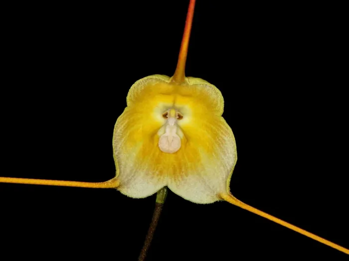 Dracula dalstroemii ‚Xanthina‘
