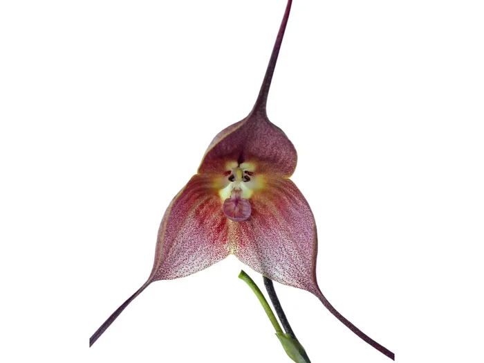 Dracula gigas f. brown
