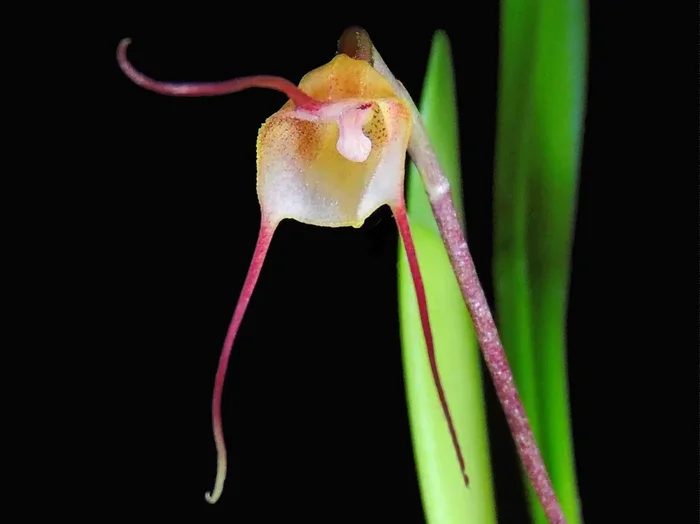 Dracula mantissa