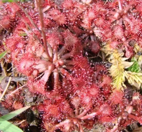Drosera brevifolia
