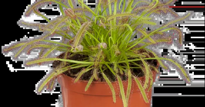 Drosera cupensis