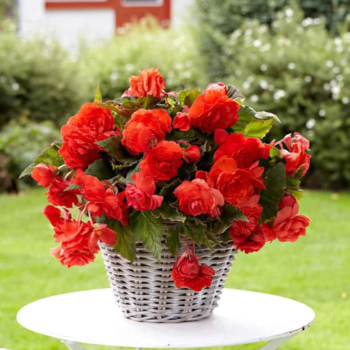 Duft-Begonie ‚Red Glory‘ (x5)