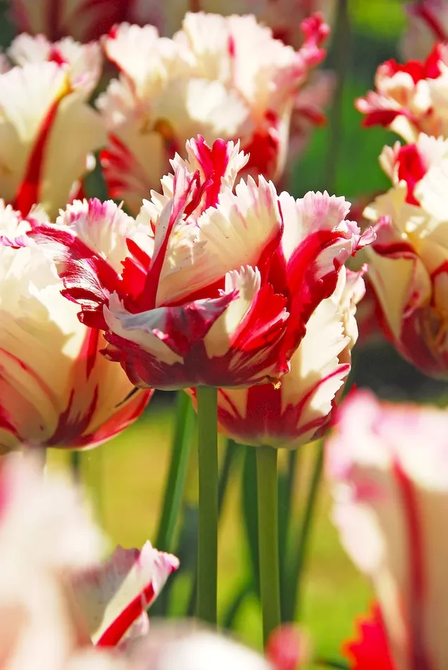 Dufte Tulpen für Garten und Kübel