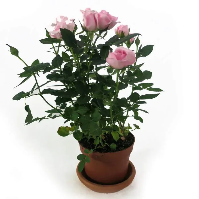 Duftende Hausrose in einem Blumentopf
