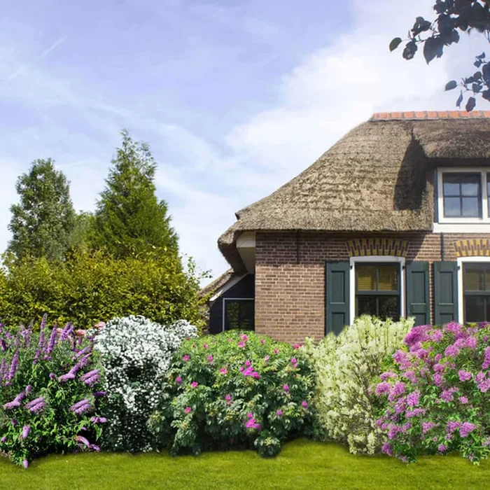 Duftende Hecke Mischung (x6)