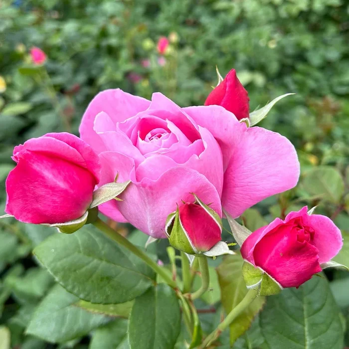 Duftende Kletterrose ‚Our Last Summer’®, rosa, Topf 5 Liter