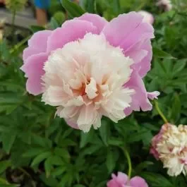 Duftende Pfingstrose (Paeonia lactiflora) Edens Parfume