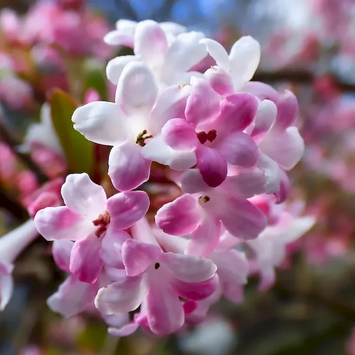 Duftender Winterschneeball Charles Lamont – Viburnum bodnantense