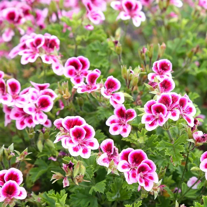 Duftgeranie Pansy (x3)