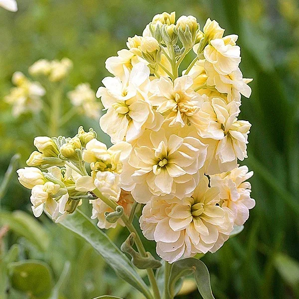 Duftlevkoje ‚Anytime Yellow‘