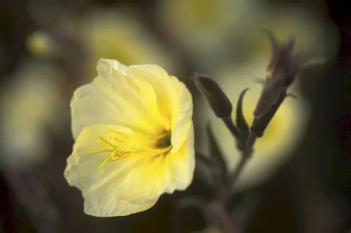 Duftnachtkerze, Oenothera odorata