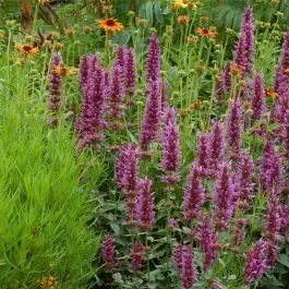 Duftnessel (Agastache) Kudos Silver Blue
