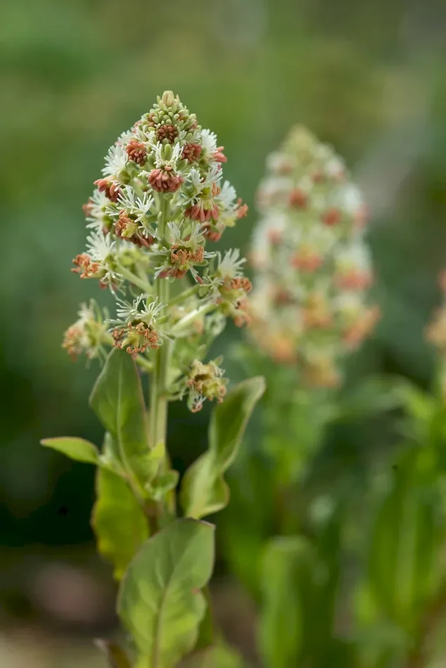 Duftresede, Reseda odorata