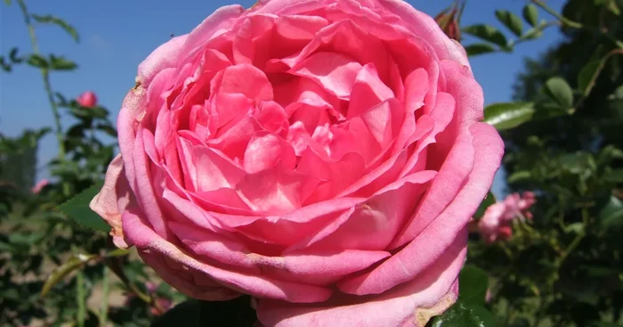 Duftrose ‚La Rose de Molinard’®ADR